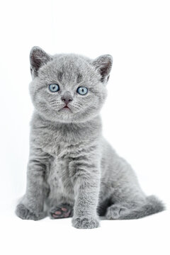 british shorthair kitten