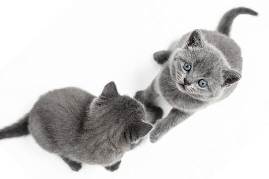 british shorthair kitten