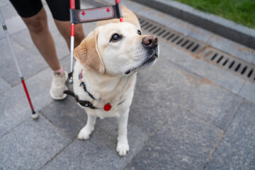 Service dog helping visually impaired female person navigate street with white cane, symbol of accessibility, empathy and trust between human and assistance animal