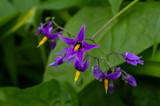 Bittersweet nightshade Solanum dulcamara flowers and buds with leaves. Place for text