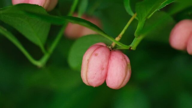 Beautiful Spindle Tree Fruits with Seeds Macro View