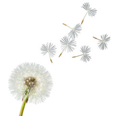 Obraz premium Close-up of a dandelion seed head releasing parachutes into the air isolated on transparent background