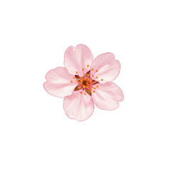 Delicate pink cherry blossom flower isolated on a solid background natural beauty isolated on transparent background