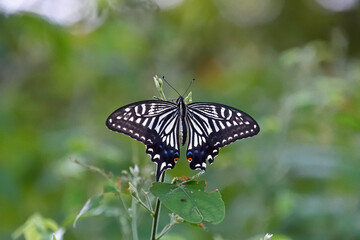 右側の尾状突起がなくなった翅を広げて、とまっているナミアゲハ