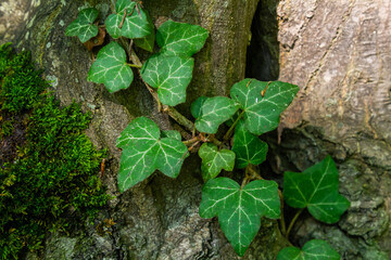 Fresh bright green leaves of ivy Hedera helix on grey-brown tree bark