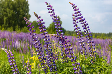 Lupinus