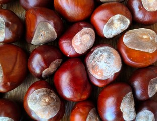 close up of chestnuts. chestnut on wooden background. autumn still life of horse chestnuts