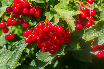 Viburnum ordinary , or Viburnum red Viburnum opulus is a deciduous woody plant in autumn