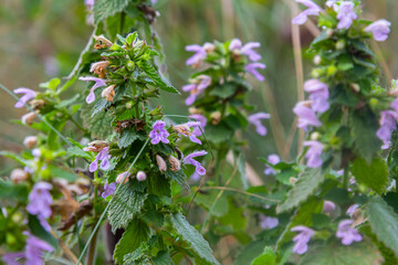Hluchavka Lamium Tryphon Tournesol, pink
