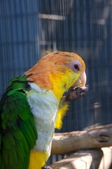 closeup of a parrot