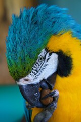 blue and yellow macaw ara