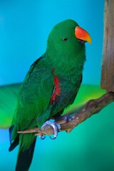 closeup of a parrot