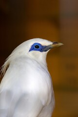 closeup of a bali star