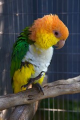 closeup of a parrot