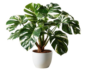 Beautiful variegated monstera plant with vibrant green and white leaf in white pot. lush tropical houseplant isolated for modern interior decoration, evoking natural calm
