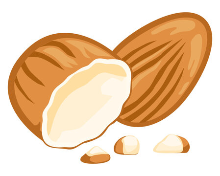 Vector icon of broken almond kernel with pieces, showing realistic texture for organic food illustration.