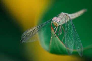 Extreme macro close-up of a dragonfly with pink eyes resting on a green leaf. Sharp detail against a vibrant yellow and green bokeh background.