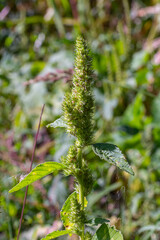Amaranthus retroflexus, true to one of its common names, forms a tumbleweed. It may be native to the Neotropics or Central and Eastern North America. This plant is eaten as a vegetable in different