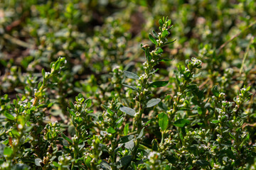 Obraz premium Thick carpet of herbaceous plant Polygonum aviculare otherwise Bird Highlander, knotweed, grass-ant, goose grass, bird buckwheat with buds.