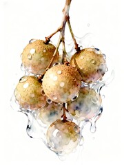 Surreal Fruits Series : A delicious looking healthy bunch of ripe yellowish-brown longans on a white background suitable for graphic design and decoration 001