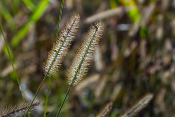 Setaria pumila in autumn in a wild field