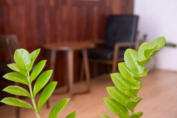 Seating inside the cafe or restaurant, with a plant in the foreground