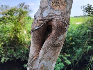 Close-up of a tree trunk with a unique, natural, curving formation.