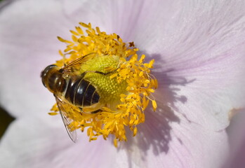 Biene auf einer Herbstanemone