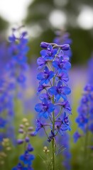 Vibrant Blue Delphinium Flowers in a Lush Garden Setting.