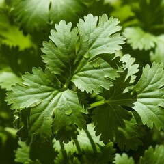 Fresh Cilantro - A Vibrant Herb with Culinary Versatility.