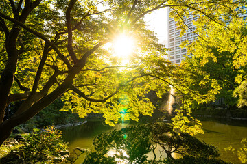 都市の公園で紅葉の木の間から光る太陽