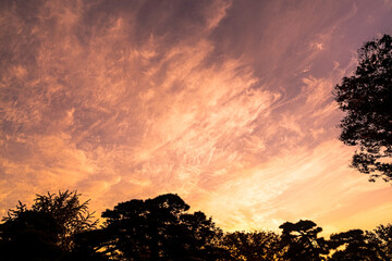 白い雲が流れるマジックアワーの空と木のシルエット