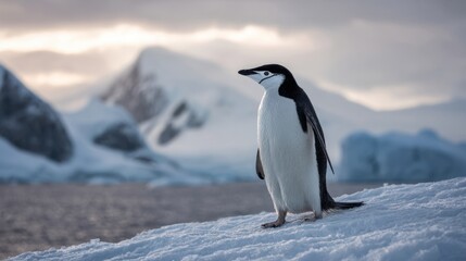 Obraz premium A chinstrap penguin is seen on a snow-covered surface gazing into the distance. The breathtaking Antarctic landscape features towering mountains and a tranquil sea at dusk.