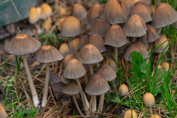 shiny cap mushrooms, (Coprinellus micaceus), emerging from the ground in autumn, close view