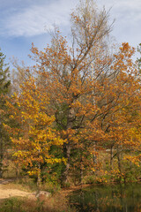 oak, (Quercus robur), with yellowing leaves in autumn, next to a river