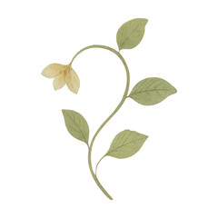 PNG Delicate botanical illustration design