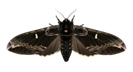 A black and white moth with intricate patterns on its wings, isolated on a white background.