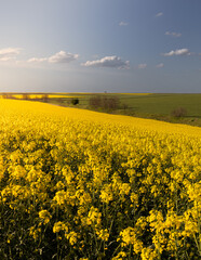 Obraz premium Yellow rapeseed spring field landscape.