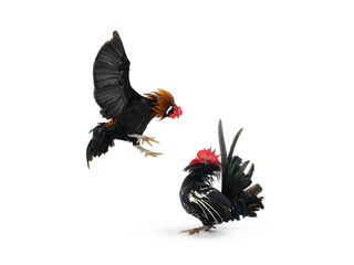 cockfight isolated on white background © fotomaster