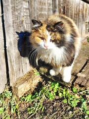 cat in the garden, a fluffy white, red, and black cat outside in the summer, against the backdrop of wooden buildings