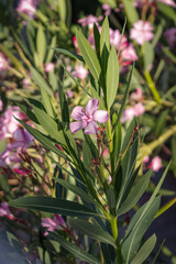Fototapeta premium Pink Oleander bush in bloom