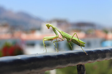 A large green praying mantis sits peacefully on a railing