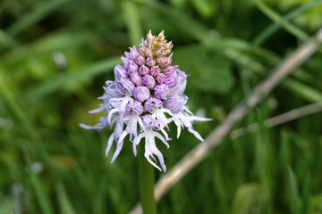 Cyprus orchid, ophrys italica