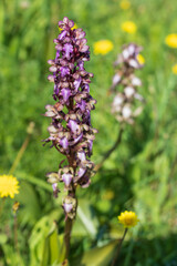 Obraz premium Wild orchid blooms in Cyprus. Giant orchid, Himantoglossum robertianum