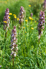 Wild orchid blooms in Cyprus. Giant orchid, Himantoglossum robertianum