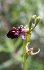 Obraz premium Fragile wild orchid blooms in Cyprus
