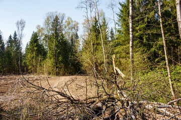 Cleared forest area with scattered branches, showing deforestation's impact. Young trees and forest remain in the background