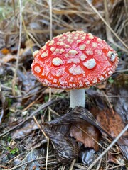 Red fly agaric mushroom growing in autumn forest among moss and fallen leaves with blurred natural background macro close up