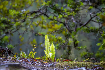 beautiful nature walking tract people can see big trees ,frens ,moss ,reflection lake ,group of duck, animals , colorful mushroom   and fox glacier view at lake Matheson South Island New Zealand 