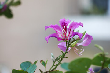 Beautiful pink flower (Bauhinia purpurea or Butterfly Tree , Orchid Tree )